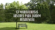 13 Maravilhosas Árvores para Jardim Residencial, Tenha Sombra e Flores.