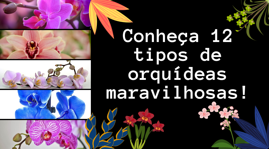 12 Tipos de Orquídeas Fáceis de Cultivar com Floradas de Tirar o Fôlego!