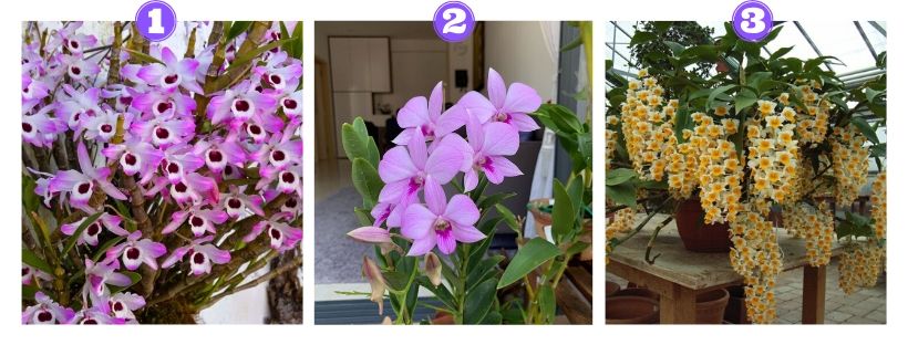 12 Tipos de Orquídeas Fáceis de Cultivar com Floradas de Tirar o Folego!