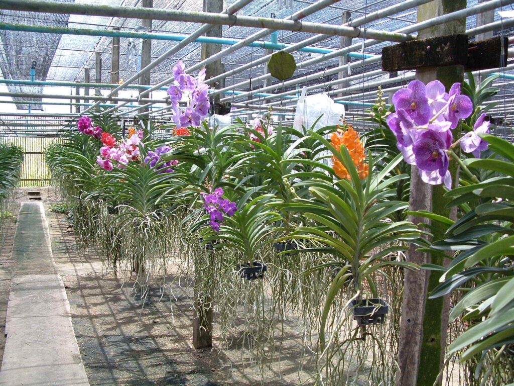 plantação de orquídeas vanda