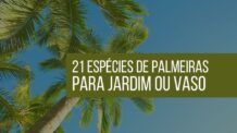 21 Tipos de Palmeiras para Jardim que Você Pode Ter.