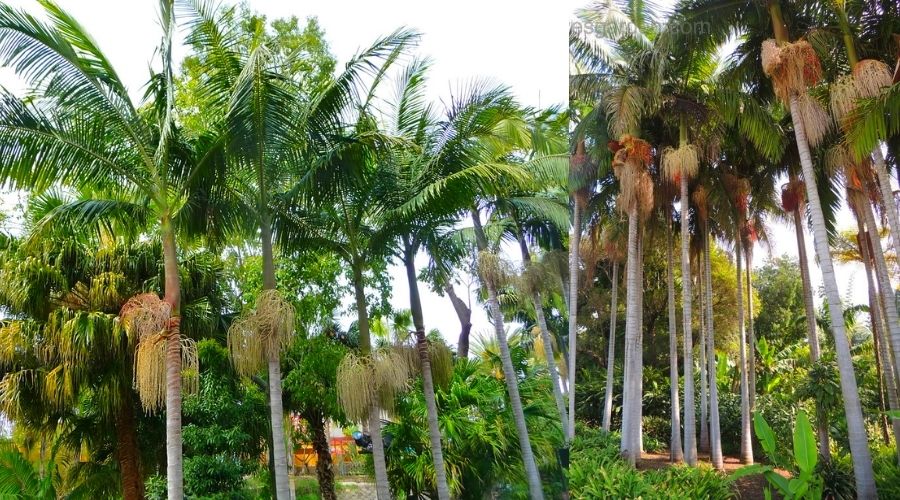 espécies de palmeiras ornamentais