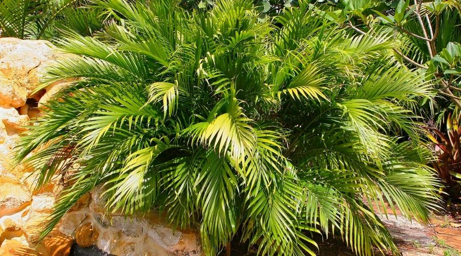 tipos de palmeiras para jardim