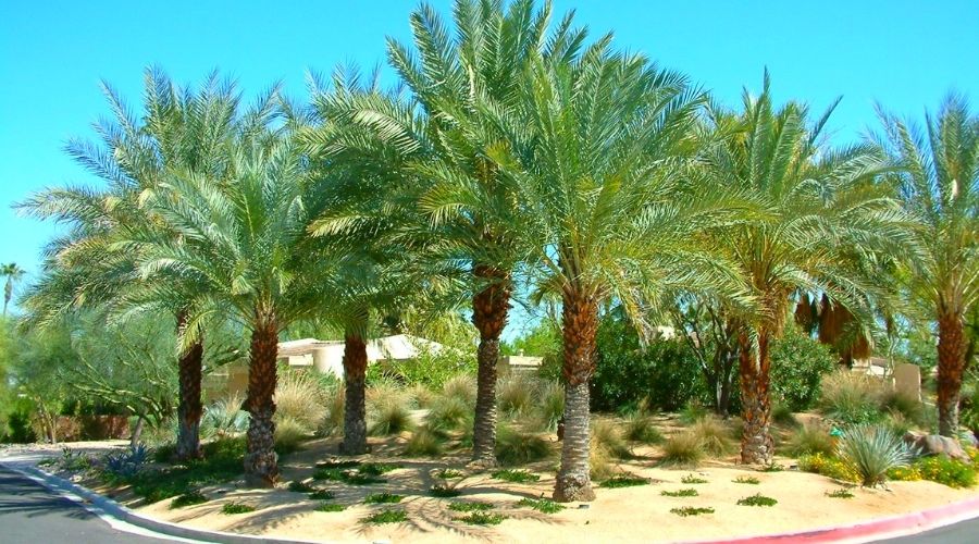 tipos de palmeiras para jardim