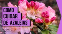 Aprenda Como Cuidar de Azaleia: Tenha Mais Flores do Jeito Certo!