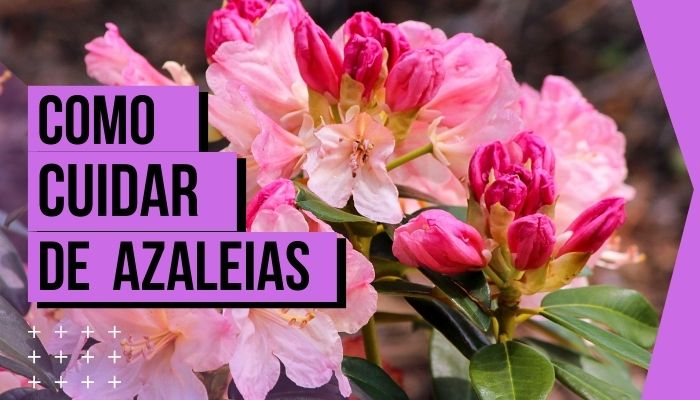 Aprenda Como Cuidar de Azaleia: Tenha Mais Flores do Jeito Certo!