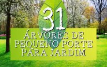 31 Árvores de Pequeno Porte para Jardim
