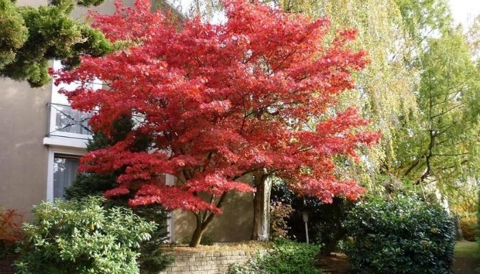 Bôrdo-japonês - árvores de pequeno porte para jardim