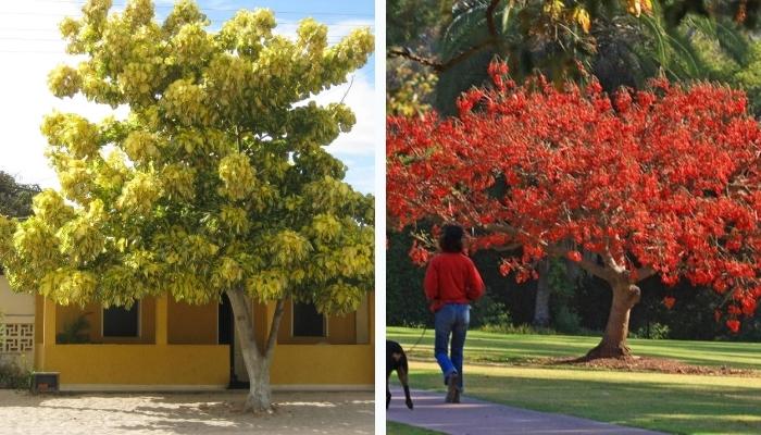 Eritrina-verde-amarela - árvores de pequeno porte para jardim