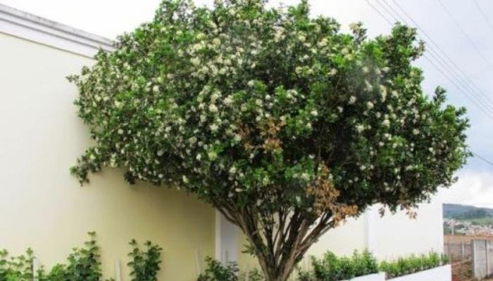 Murta-comum - árvores de pequeno porte para jardim