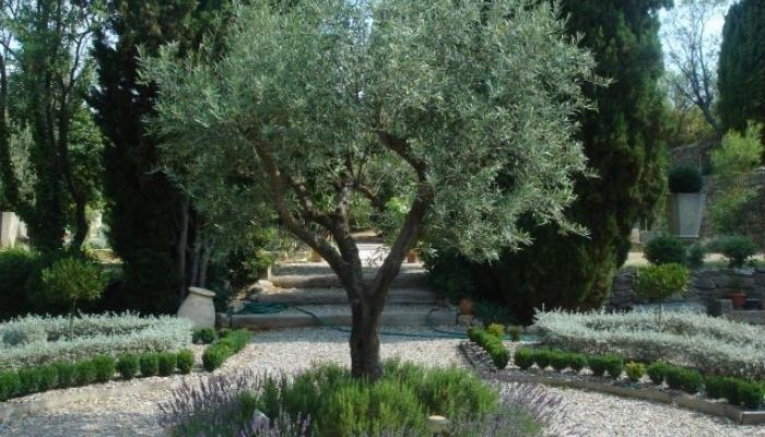 Oliveira - árvores de pequeno porte para jardim