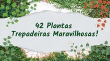 42 Lindas Plantas Trepadeiras para seu Pergolado, Treliças, Muros, Cercas e Paredes.