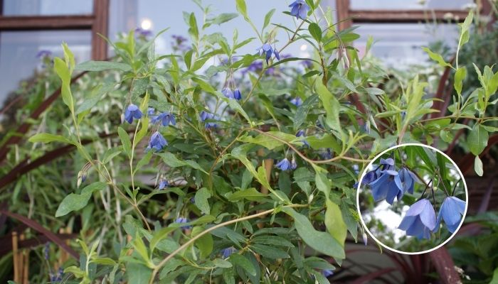 Sino Azul - Billardiera heterophylla - Lindas Plantas Trepadeiras