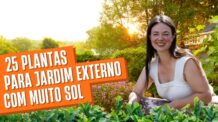 25 Plantas para Jardim Externo com Muito Sol: Muito Fáceis de Cuidar!