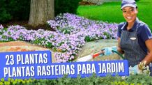 Plantas Rasteiras para Jardim: 23 Lindas Espécies e Tipos.