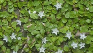 Plantas Rasteiras para Jardim: 23 Lindas Espécies e Tipos.