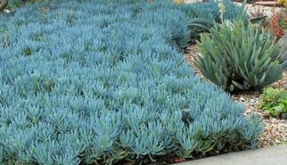 Plantas Rasteiras para Jardim: 23 Lindas Espécies e Tipos.