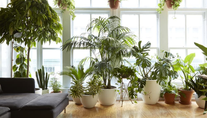 26 Plantas para Dentro de Apartamentos: Descubra as melhores opções dessa tendência que conquistou os apartamentos.