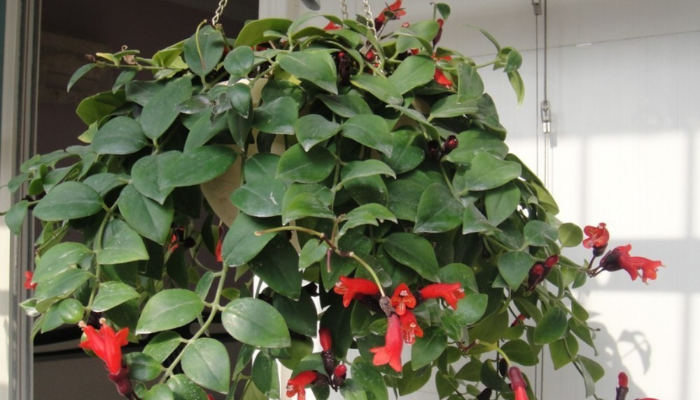 4 - Flor-batom - Aeschynanthus radicans: A Beleza Suspensa para o seu Apartamento