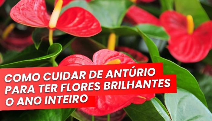 O Guia Completo de Como Cuidar de Antúrio para ter Flores Brilhantes o Ano Inteiro