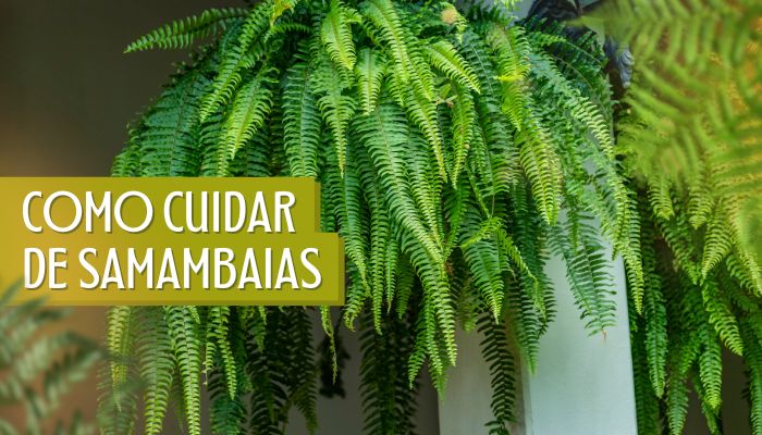 Como cuidar de samambaias no interior e exterior de casa.