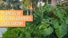 16 Plantas de Folhas Grandes para Jardim