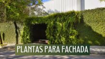 Escolhendo os Tipos de Plantas para Fachada Certas. 5 Tipos e 31 Espécies de Plantas