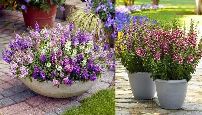 21 Tipos de Plantas para Vaso