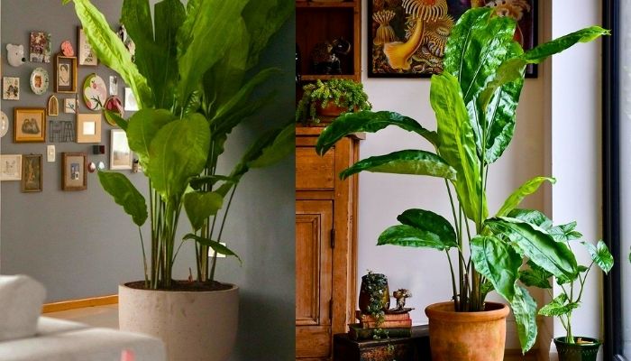 21 Tipos de Plantas para Vaso