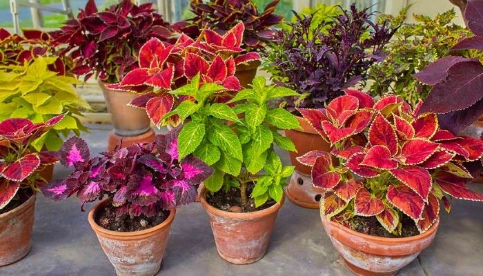 21 Tipos de Plantas para Vaso