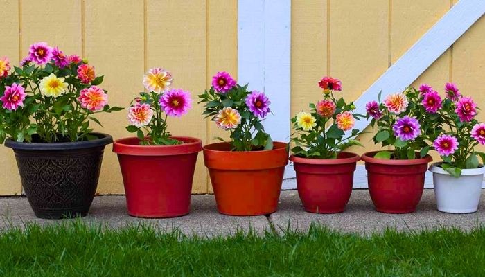 21 Tipos de Plantas para Vaso