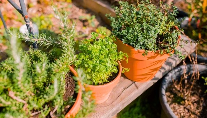 21 Tipos de Plantas para Vaso