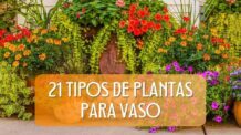 21 Tipos de Plantas para Vaso