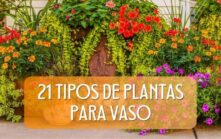 21 Tipos de Plantas para Vaso