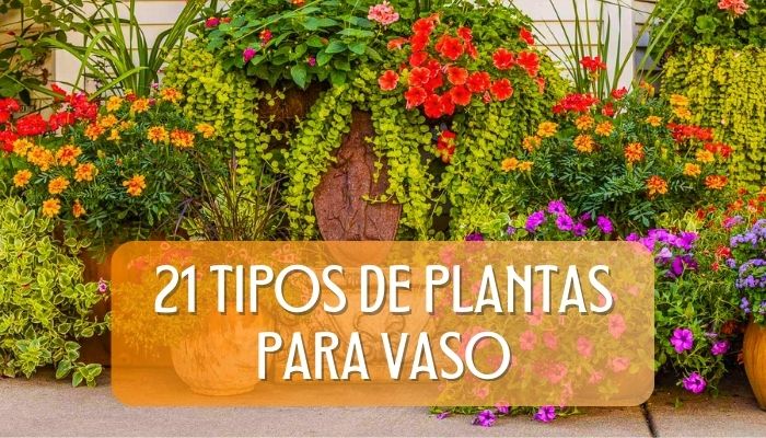 21 Tipos de Plantas para Vaso