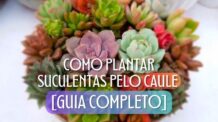 Como Plantar Suculentas Pelo Caule [GUIA COMPLETO]