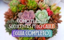 como plantar suculentas pelo caule