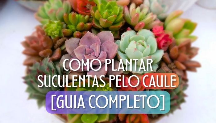 Como Plantar Suculentas Pelo Caule [GUIA COMPLETO]