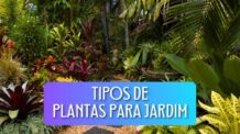 6 Tipos de Plantas para Jardim