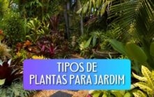 Tipos de Plantas para Jardim