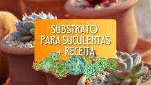 Qual o Melhor Substrato para Suculentas? Descubra Como Preparar o Ideal em Casa