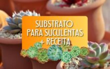 Qual o Melhor Substrato para Suculentas