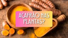 Açafrão nas Plantas: Para Que Serve e Como Utilizá-lo na Jardinagem