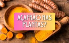 Açafrão nas plantas para que serve